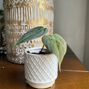 Velvet Leaf Philodendron Mican Cuttings - Live Houseplant - Rare Vining Indoor Plant - Image 3