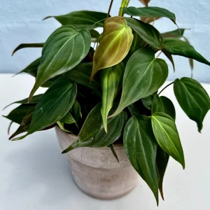 Velvet Leaf Philodendron Mican Cuttings - Live Houseplant - Rare Vining Indoor Plant - Image 1