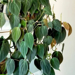 Velvet Leaf Philodendron Mican Cuttings - Live Houseplant - Rare Vining Indoor Plant - Image 7