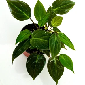 Velvet Leaf Philodendron Mican Cuttings - Live Plant - Easy Care Indoor Vining Plant - Image 10