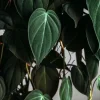 Velvet Leaf Philodendron Mican Cuttings - Live Plant - Easy Care Indoor Vining Plant - Image 1