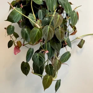 Velvet Leaf Philodendron Mican Cuttings - Live Plant - Easy Care Indoor Vining Plant - Image 6