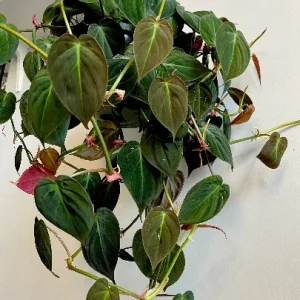 Velvet Leaf Philodendron Mican Cuttings - Live Plant - Easy Care Indoor Vining Plant - Image 8