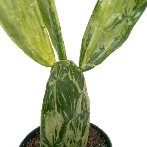 Velvet Opuntia Nopal Cactus Live Plant - Edible, Spineless, 6 inch Pot - Image 2