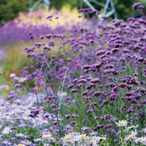 Verbena bonariensis Purpletop Vervain Flower Seeds - Tender Perennial Purple - Non-GMO 500 Seeds - Outdoor - Image 2