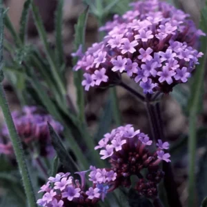 Verbena bonariensis Purpletop Vervain Flower Seeds - Tender Perennial Purple - Non-GMO 500 Seeds - Outdoor - Image 3