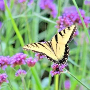 Verbena bonariensis Purpletop Vervain Flower Seeds - Tender Perennial Purple - Non-GMO 500 Seeds - Outdoor - Image 1