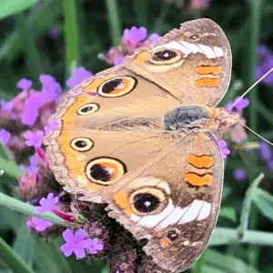 Verbena bonariensis Purpletop Vervain Flower Seeds - Tender Perennial Purple - Non-GMO 500 Seeds - Outdoor - Image 4