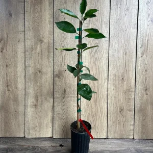Vernia Sweet Orange Tree Live Plant - Grafted, 1/2 Gallon Pot, Outdoor Fruit Tree - Image 2