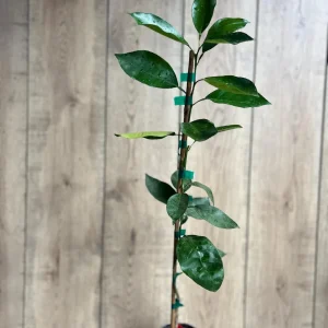 Vernia Sweet Orange Tree Live Plant - Grafted, 1/2 Gallon Pot, Outdoor Fruit Tree - Image 4