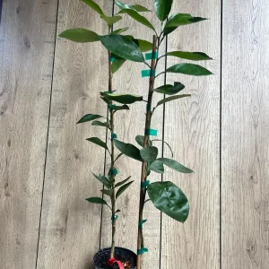 Vernia Sweet Orange Tree Live Plant - Grafted, 1/2 Gallon Pot, Outdoor Fruit Tree - Image 5