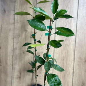 Vernia Sweet Orange Tree Live Plant - Grafted, 1/2 Gallon Pot, Outdoor Fruit Tree - Image 6