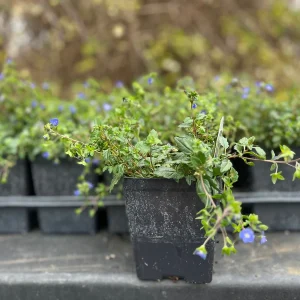 Veronica Georgia Blue Live Plant - Creeping Speedwell Perennial Groundcover - Quart Pot - Image 2