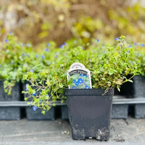 Veronica Georgia Blue Live Plant - Creeping Speedwell Perennial Groundcover - Quart Pot - Image 5