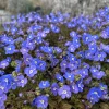 Veronica Georgia Blue Live Plant - Evergreen Groundcover with Blue Flowers - 1 inch Plug - Image 1