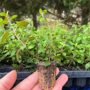 Veronica Georgia Blue Live Plant - Evergreen Groundcover with Blue Flowers - 1 inch Plug - Image 2