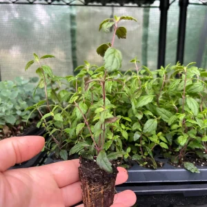 Veronica Georgia Blue Live Plant - Evergreen Groundcover with Blue Flowers - 1 inch Plug - Image 3