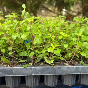 Veronica Georgia Blue Live Plant - Evergreen Groundcover with Blue Flowers - 1 inch Plug - Image 6