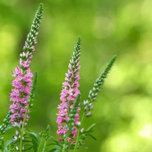 Veronica Speedwell Live Plant Plug - Long-Blooming Flowers for Pollinators - Image 4