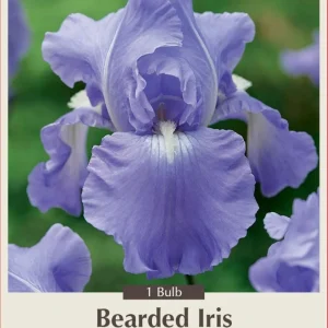 Victoria Falls Bearded Iris Live Plant - Reblooming Blue Perennial Rhizome - Image 1