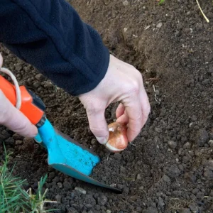 Victoria Falls Bearded Iris Live Plant - Reblooming Blue Perennial Rhizome - Image 4