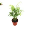 Victorian Parlor Palm Live Plant - Neanthe Bella Palm - Chamaedorea elegans - 4 inch Pot - Indoor - Image 1
