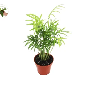Victorian Parlor Palm Live Plant - Neanthe Bella Palm - Chamaedorea elegans - 4 inch Pot - Indoor - Image 1