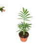 Victorian Parlor Palm Live Plant – Neanthe Bella Palm – 2 Inch Pot – Indoor - Image 1