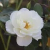 Victory White Camellia Live Plant - 4 inch pot - Evergreen Flowering Shrub - Image 1