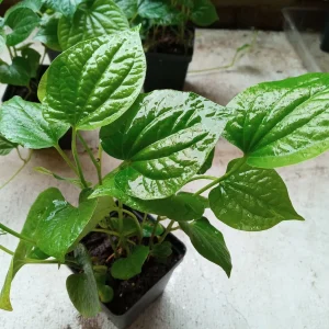 Vietnamese BBQ Leaf La Lot Wild Betel Live Plant 10-15