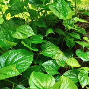 Vietnamese BBQ Leaf La Lot Wild Betel Live Plant 10-15