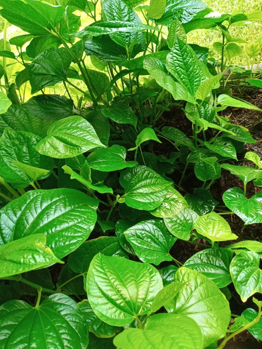 Vietnamese BBQ Leaf La Lot Wild Betel Live Plant 10-15" Tall in Pot Indoor/Outdoor - Image 7