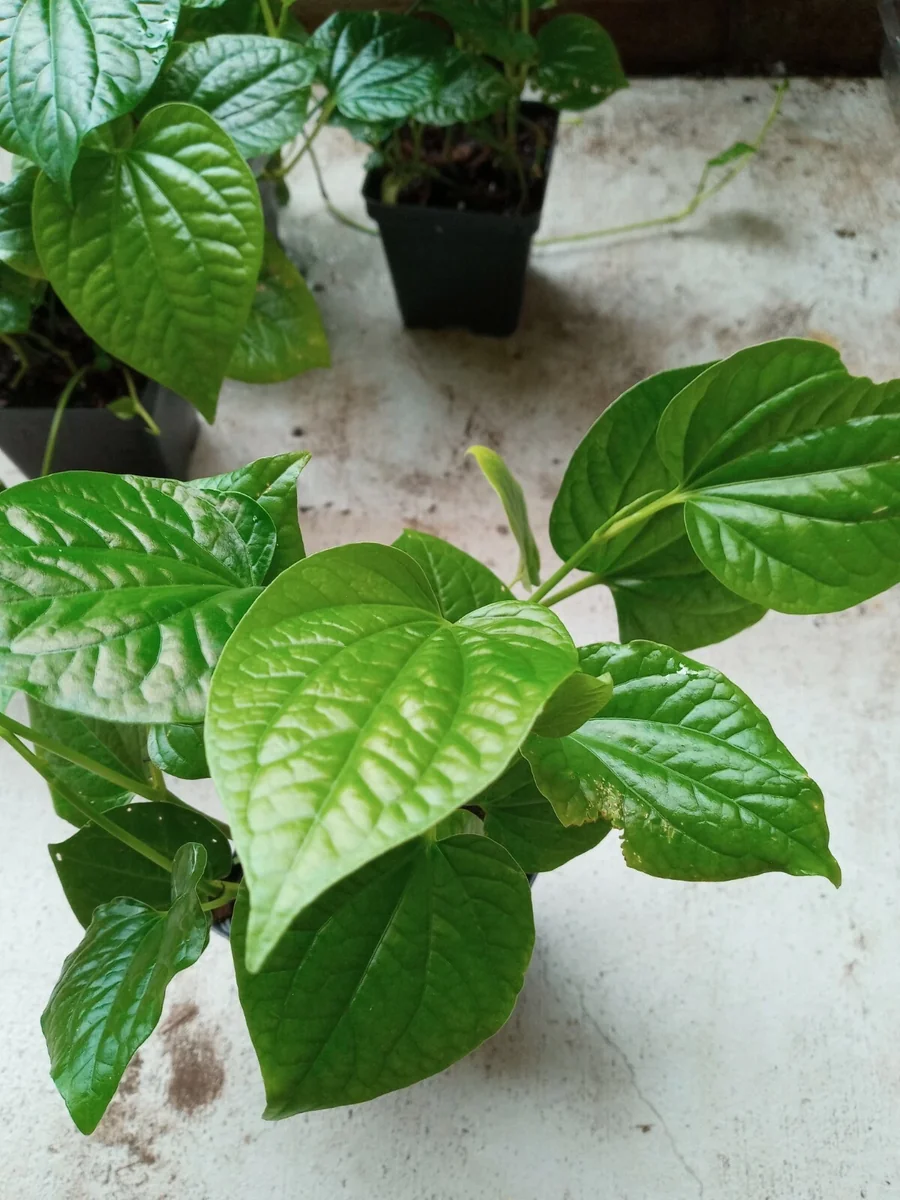 Vietnamese BBQ Leaf La Lot Wild Betel Live Plant 10-15" Tall in Pot Indoor/Outdoor - Image 8