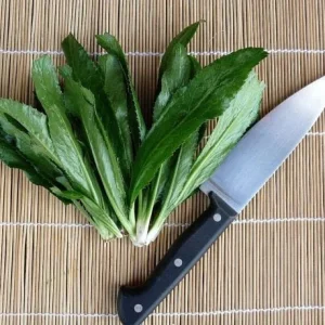 Vietnamese Culantro Seeds - Heirloom Ngo Gai, Non-GMO, Tabasco Parsley - Image 2