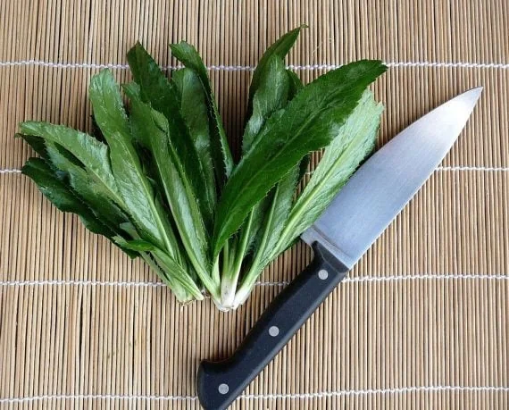 Vietnamese Culantro Seeds - Heirloom Ngo Gai, Non-GMO, Tabasco Parsley - Image 2