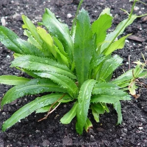 Vietnamese Culantro Seeds - Heirloom Ngo Gai, Non-GMO, Tabasco Parsley - Image 3