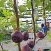 Vietnamese Fig Tree Live Plant – Fruit Bearing – 1-2 ft Tall – Gallon Pot – Outdoor - Image 1