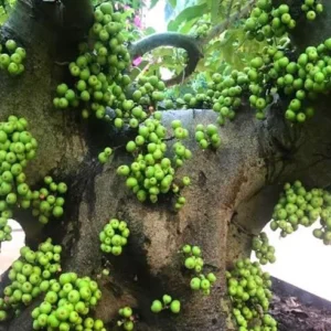 Vietnamese Fig Tree Live Plant – Fruit Bearing – 1-2 ft Tall – Gallon Pot – Outdoor - Image 2