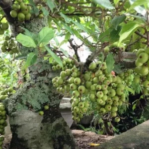 Vietnamese Fig Tree Live Plant – Fruit Bearing – 1-2 ft Tall – Gallon Pot – Outdoor - Image 3