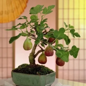 Vietnamese Fig Tree Live Plant – Fruit Bearing – 1-2 ft Tall – Gallon Pot – Outdoor - Image 4