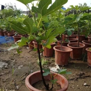 Vietnamese Fig Tree Live Plant – Fruit Bearing – 1-2 ft Tall – Gallon Pot – Outdoor - Image 5