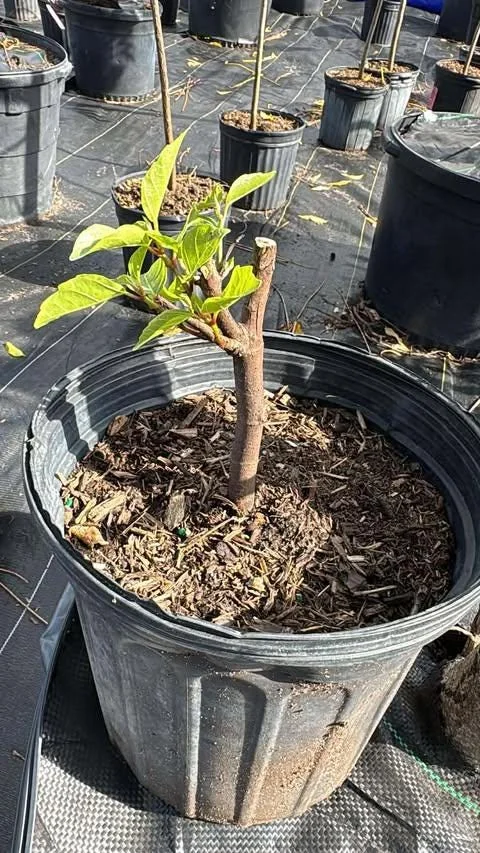 Vietnamese Fig Tree Live Plant – Fruit Bearing – 1-2 ft Tall – Gallon Pot – Outdoor - Image 6