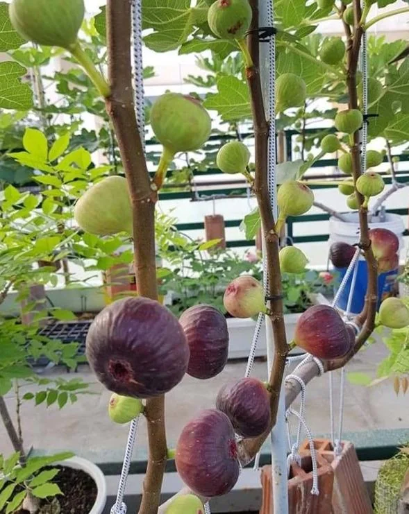 Vietnamese Fig Tree Live Plant – Fruit Bearing – 1-2 ft Tall – Gallon Pot – Outdoor - Image 1