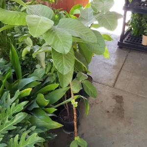 Vietnamese Giant White Flesh Guava Live Plant – Oi Xa Li – 1 to 2 Feet Tall - Image 2