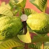 Vietnamese Giant White Guava Plant – Oi Xa Li Live Tree – 1 to 2 Feet Tall – Fruit Plant - Image 1