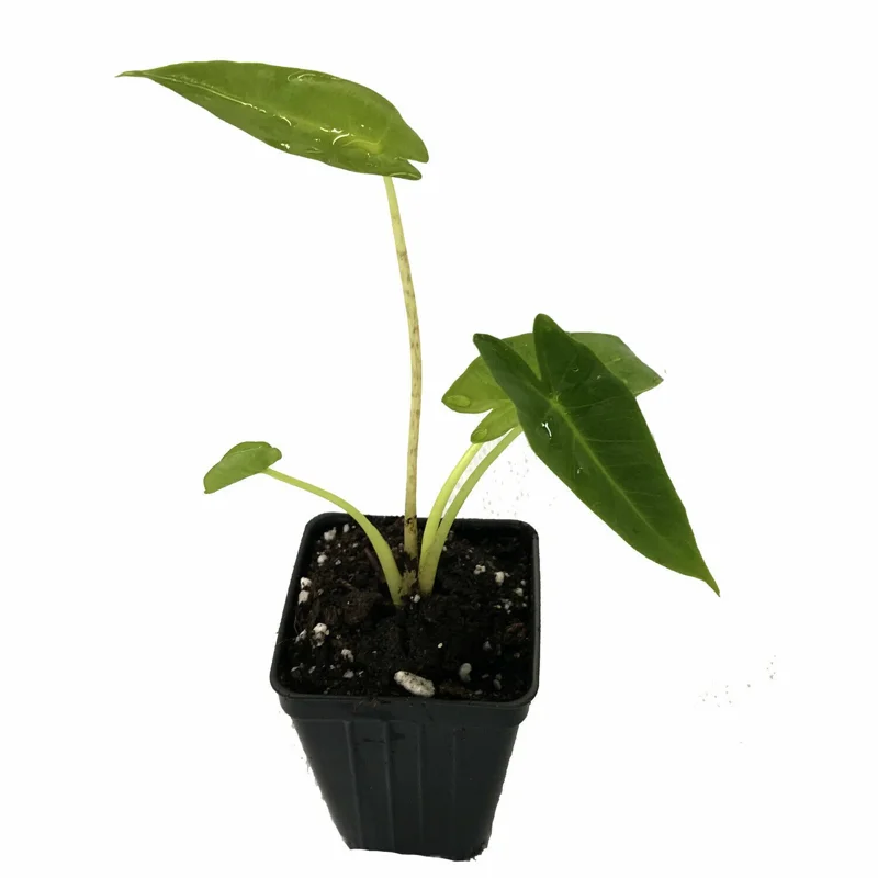 Vietnamese Taro Plant Bac Ha Doc Mung Thai Elephant Ear Live Plant 8 inches - Image 2