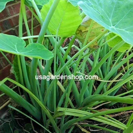 Vietnamese Taro Plant Bac Ha Doc Mung Thai Elephant Ear Live Plant 8 inches - Image 3