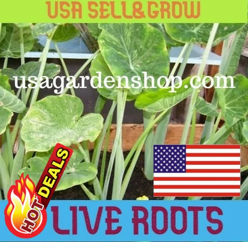 Vietnamese Taro Plant Bac Ha Doc Mung Thai Elephant Ear Live Plant 8 inches - Image 7