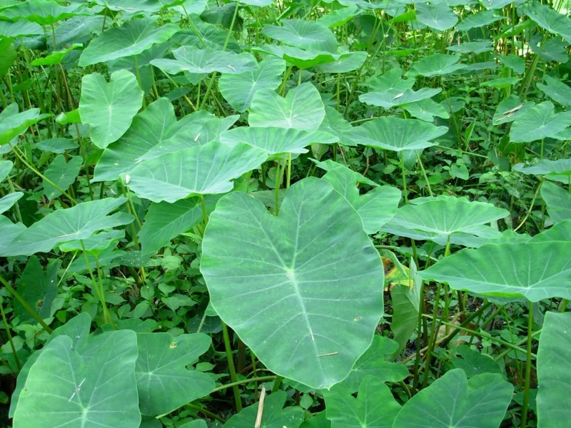 Vietnamese Taro Plant Bac Ha Doc Mung Thai Elephant Ear Live Plant 8 inches - Image 1