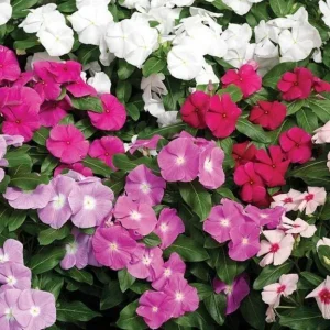 Vinca F-1 Mix Flower Seeds - 500 Seeds - Pink, Purple, White - Outdoor Annual - Image 1
